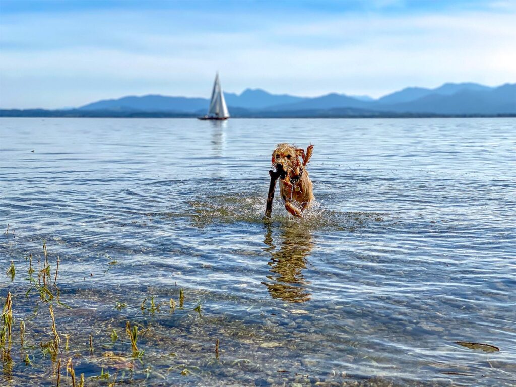 000.17_Seestueberl_Hund-am-See-01